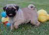 concillatory-pug-puppies